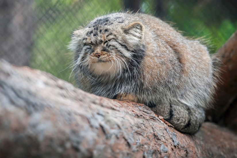 8 facts about manuls that will change your idea of these cats