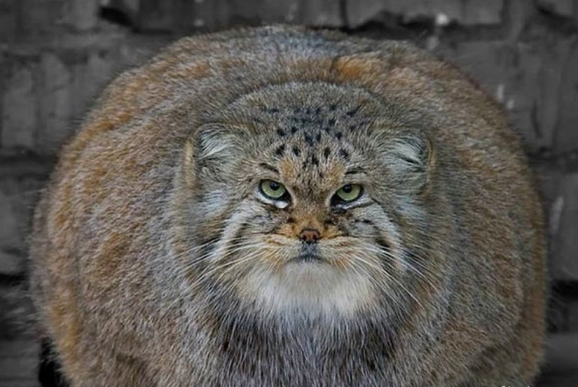8 facts about manuls that will change your idea of these cats
