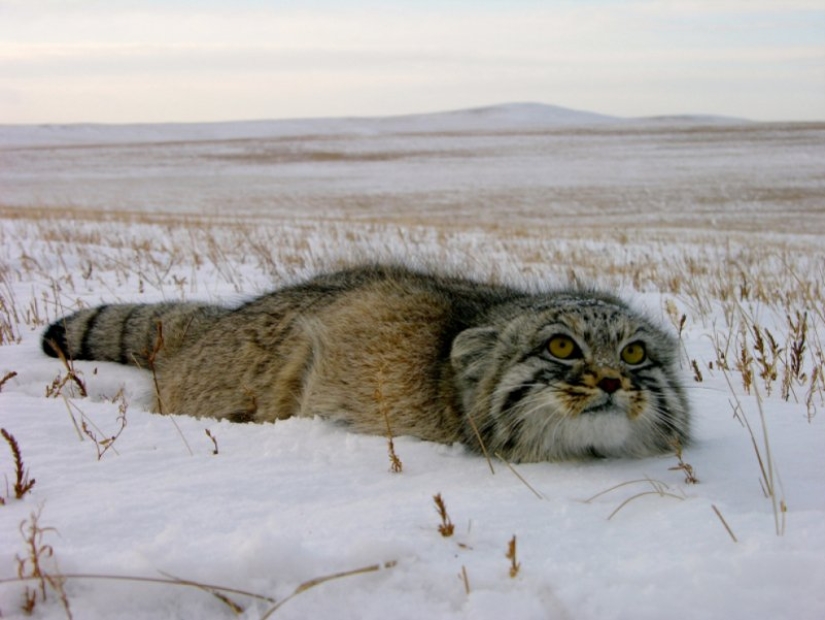 8 facts about manuls that will change your idea of these cats