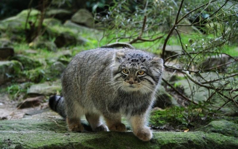 8 facts about manuls that will change your idea of these cats