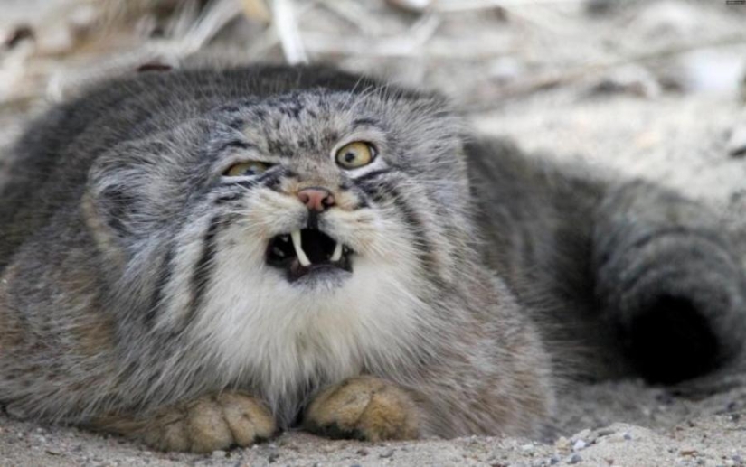 8 facts about manuls that will change your idea of these cats