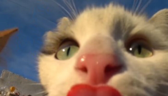 8 Times This Guy Used A Drone And Remote Control Car To Find And Feed Stray Cats 8 Times This Guy Used A Drone And Remote Control Car To Find And Feed Stray Cats
