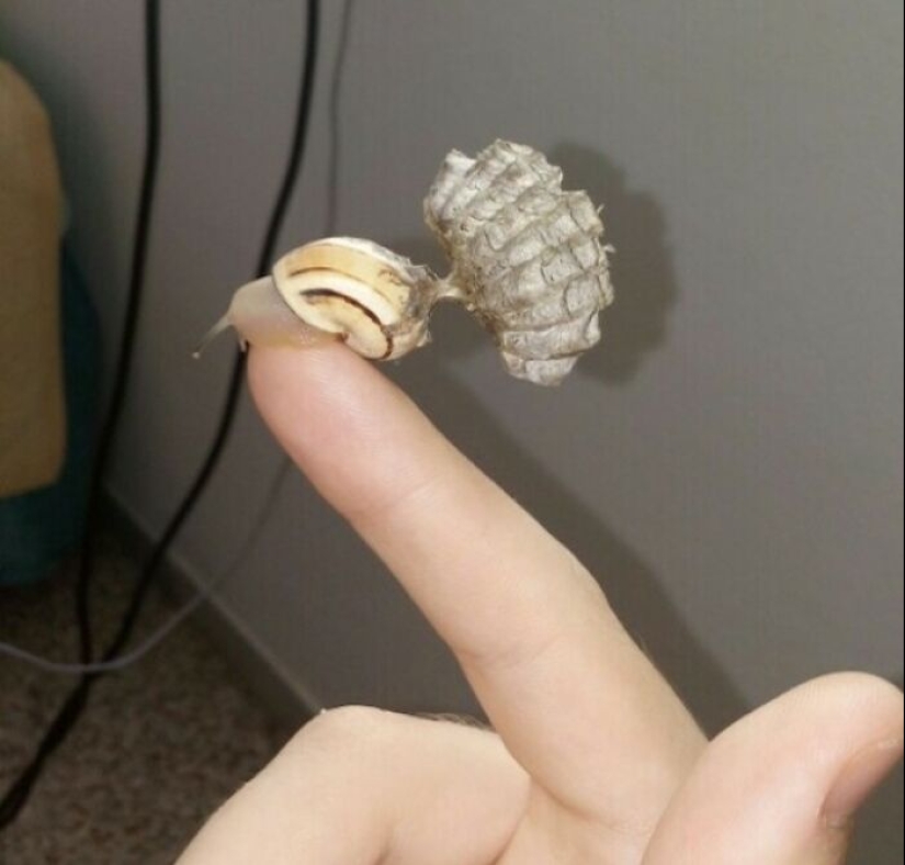 8 Unsettling Pics That Might Immediately Get A “Thanks, I Hate It” Response From You