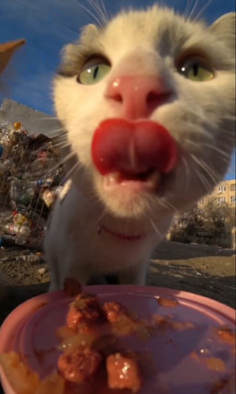 8 veces este tipo usó un dron y un auto a control remoto para encontrar y alimentar gatos callejeros 8 veces este tipo usó un dron y un auto a control remoto para encontrar y alimentar gatos callejeros