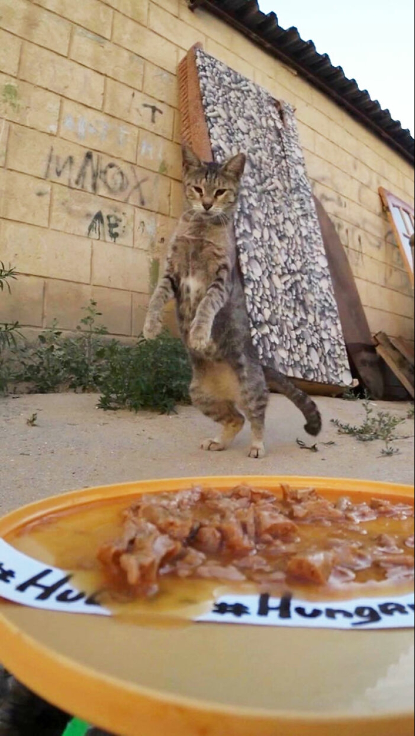 8 veces este tipo usó un dron y un auto a control remoto para encontrar y alimentar gatos callejeros 8 veces este tipo usó un dron y un auto a control remoto para encontrar y alimentar gatos callejeros