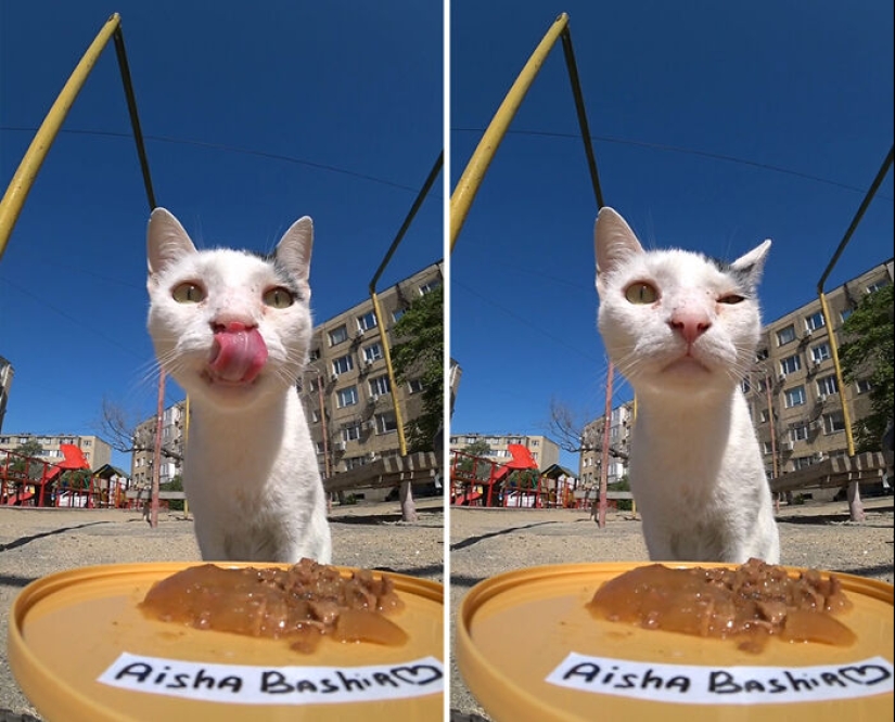 8 veces este tipo usó un dron y un auto a control remoto para encontrar y alimentar gatos callejeros 8 veces este tipo usó un dron y un auto a control remoto para encontrar y alimentar gatos callejeros