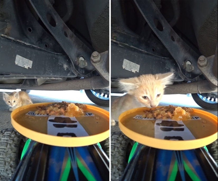 8 veces este tipo usó un dron y un auto a control remoto para encontrar y alimentar gatos callejeros 8 veces este tipo usó un dron y un auto a control remoto para encontrar y alimentar gatos callejeros