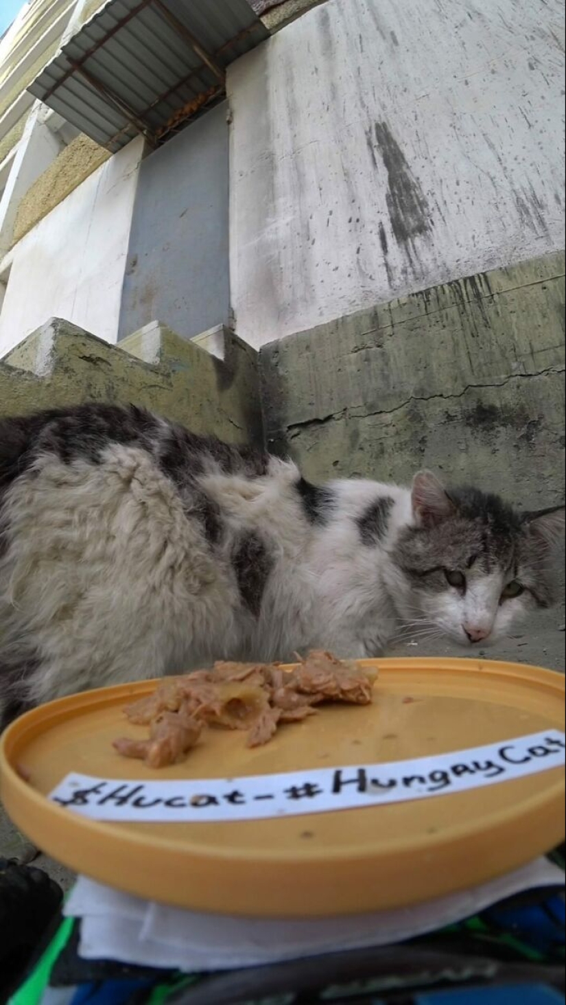 8 veces este tipo usó un dron y un auto a control remoto para encontrar y alimentar gatos callejeros 8 veces este tipo usó un dron y un auto a control remoto para encontrar y alimentar gatos callejeros
