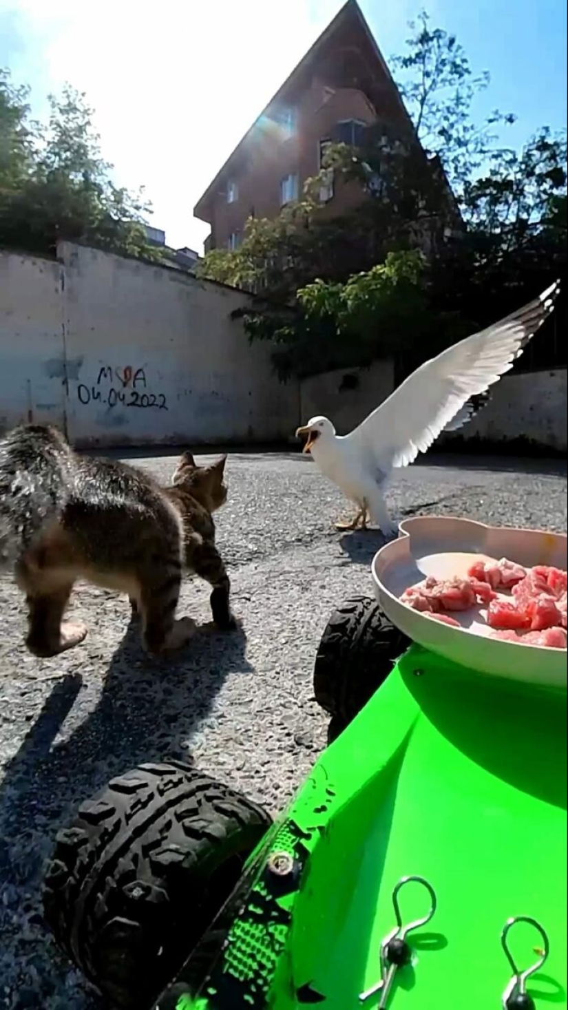 8 veces este tipo usó un dron y un auto a control remoto para encontrar y alimentar gatos callejeros 8 veces este tipo usó un dron y un auto a control remoto para encontrar y alimentar gatos callejeros