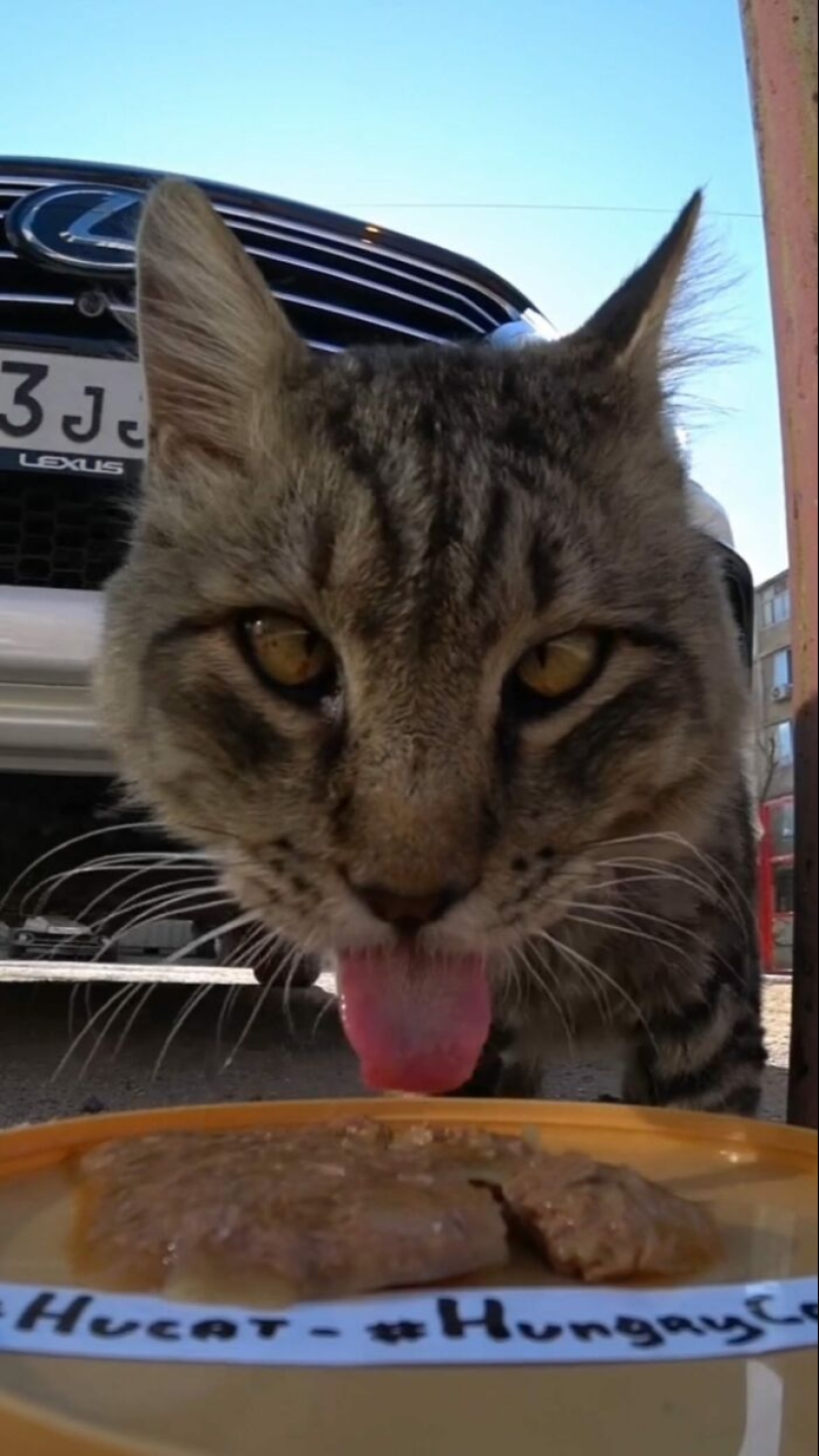8 veces este tipo usó un dron y un auto a control remoto para encontrar y alimentar gatos callejeros 8 veces este tipo usó un dron y un auto a control remoto para encontrar y alimentar gatos callejeros
