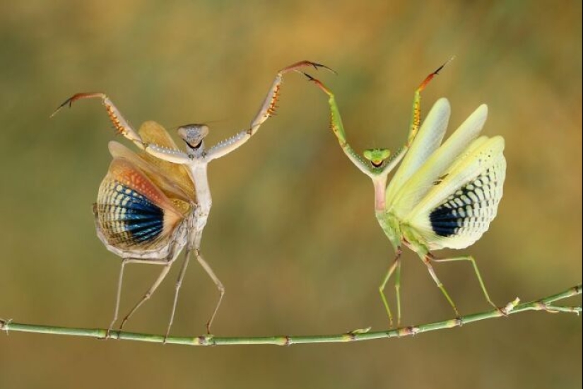 A Decade Of Nature’s Best: 12 Winning Shots From Siena Awards’ “Beauty Of Nature” Category