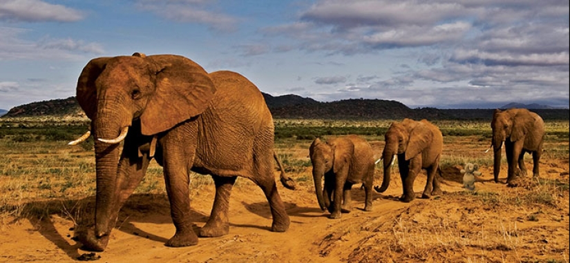 A lost stuffed elephant travels the world A lost stuffed elephant travels the world