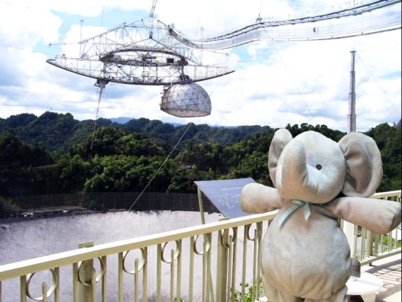 A lost stuffed elephant travels the world A lost stuffed elephant travels the world