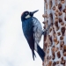 Acorn woodpeckers, or How to build socialism on a particular tree Acorn woodpeckers, or How to build socialism on a particular tree