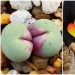 Alien plants: the 30 most bizarre succulents Alien plants: the 30 most bizarre succulents