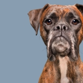 All the emotions on the face - a project about dogs, the one and only