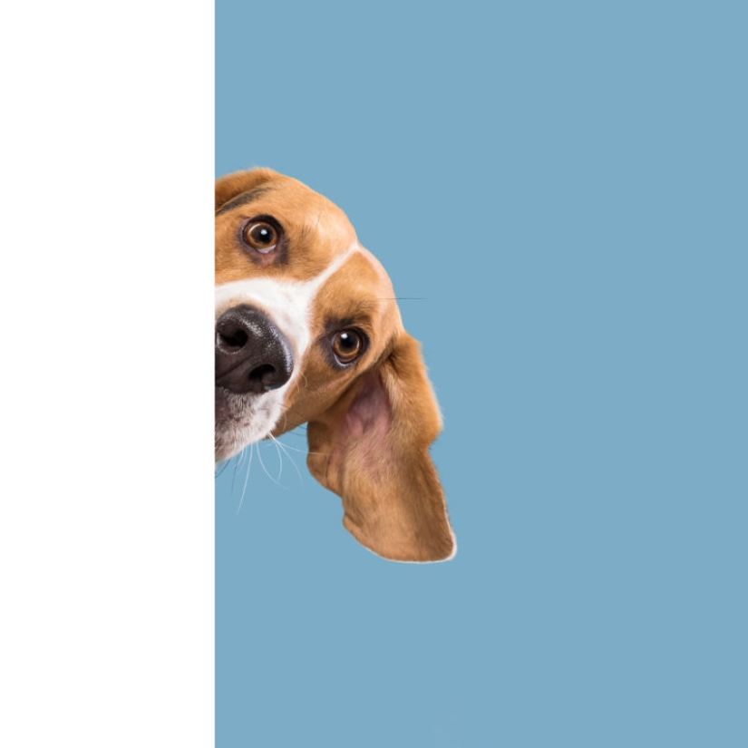 All the emotions on the face - a project about dogs, the one and only All the emotions on the face - a project about dogs, the one and only