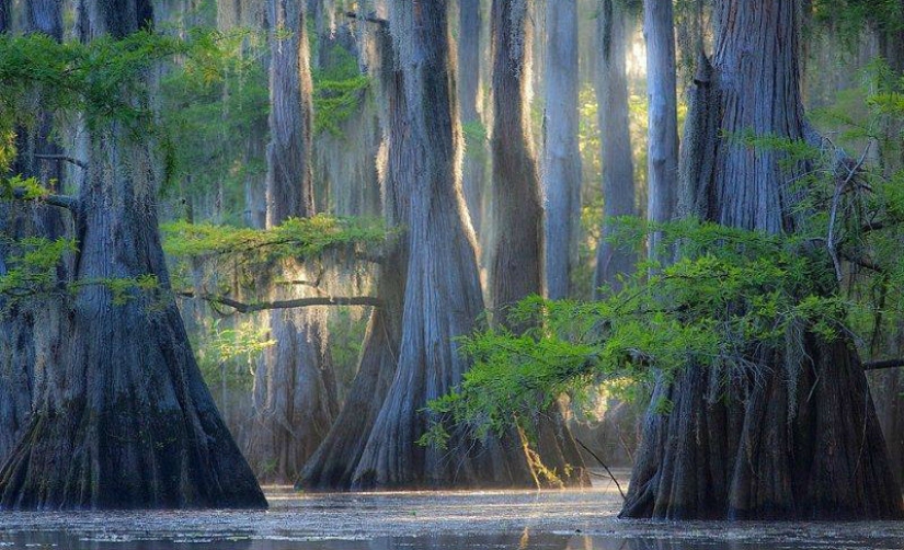 Amazing cypresses of Lake Caddo Amazing cypresses of Lake Caddo