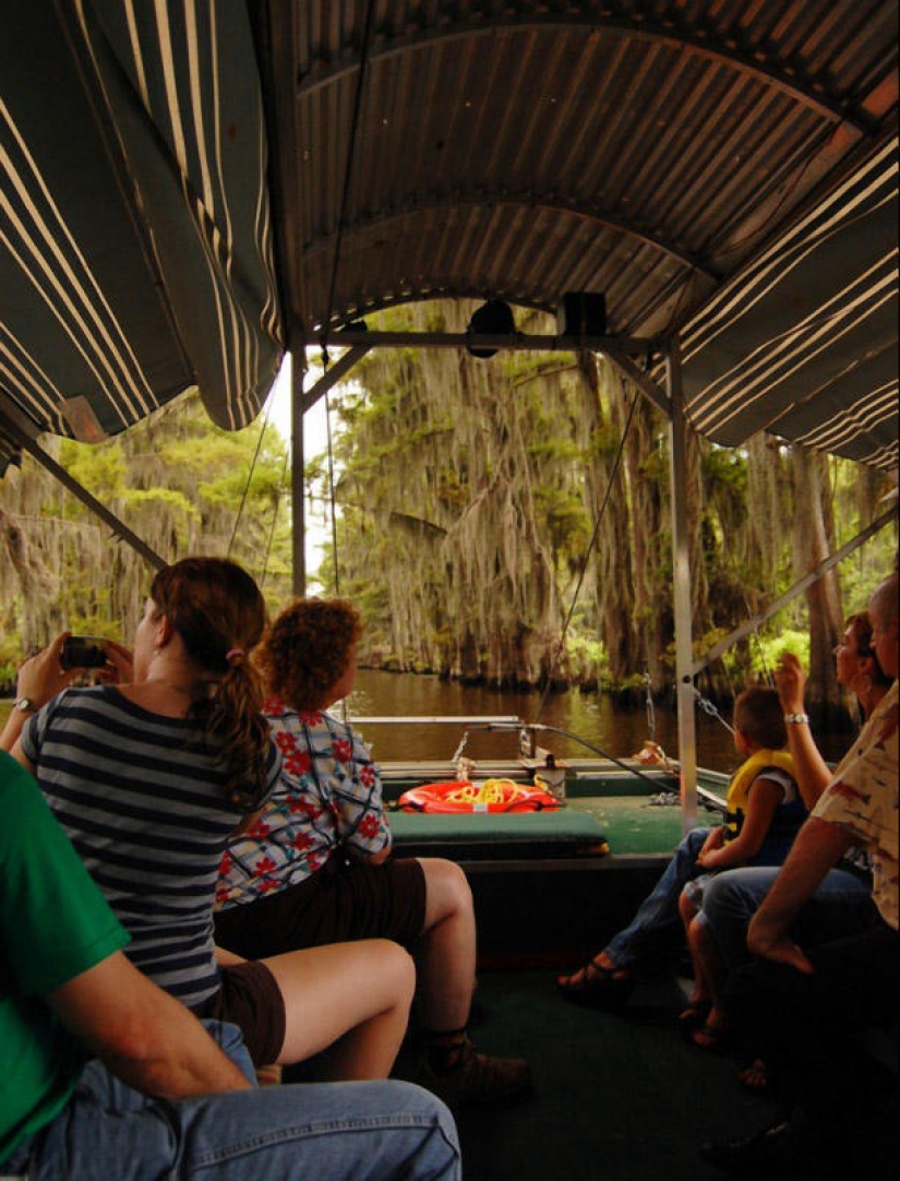 Amazing cypresses of Lake Caddo Amazing cypresses of Lake Caddo