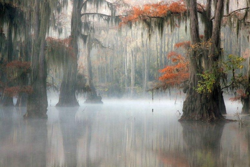 Amazing cypresses of Lake Caddo Amazing cypresses of Lake Caddo