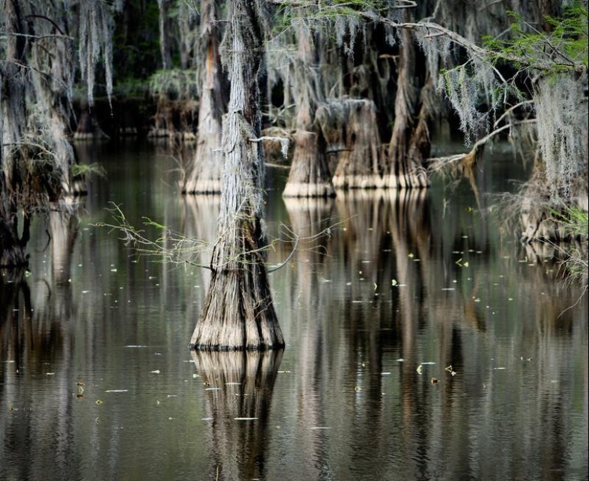 Amazing cypresses of Lake Caddo Amazing cypresses of Lake Caddo