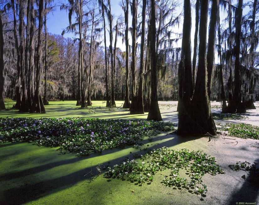 Amazing cypresses of Lake Caddo Amazing cypresses of Lake Caddo