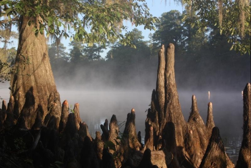 Amazing cypresses of Lake Caddo Amazing cypresses of Lake Caddo