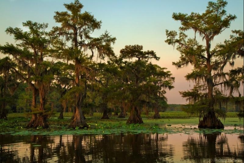 Amazing cypresses of Lake Caddo Amazing cypresses of Lake Caddo