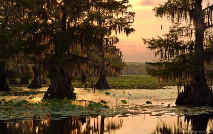 Amazing cypresses of Lake Caddo Amazing cypresses of Lake Caddo