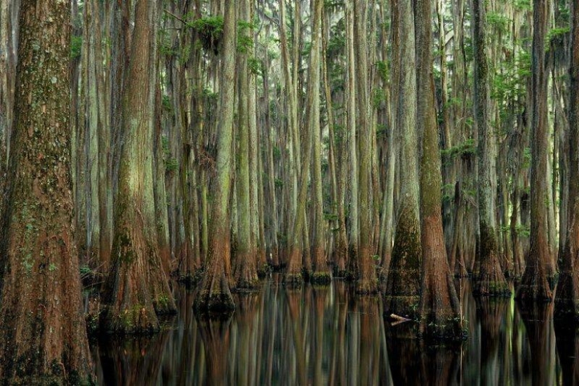 Amazing cypresses of Lake Caddo Amazing cypresses of Lake Caddo