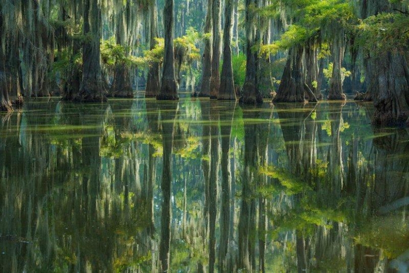 Amazing cypresses of Lake Caddo Amazing cypresses of Lake Caddo