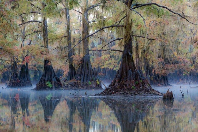 Amazing cypresses of Lake Caddo Amazing cypresses of Lake Caddo