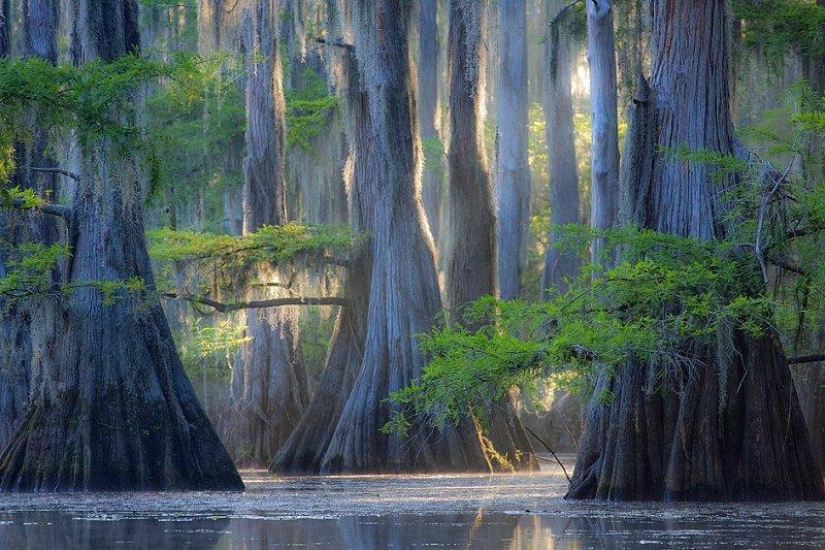 Amazing cypresses of Lake Caddo Amazing cypresses of Lake Caddo