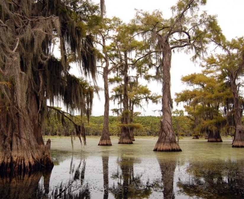 Amazing cypresses of Lake Caddo Amazing cypresses of Lake Caddo