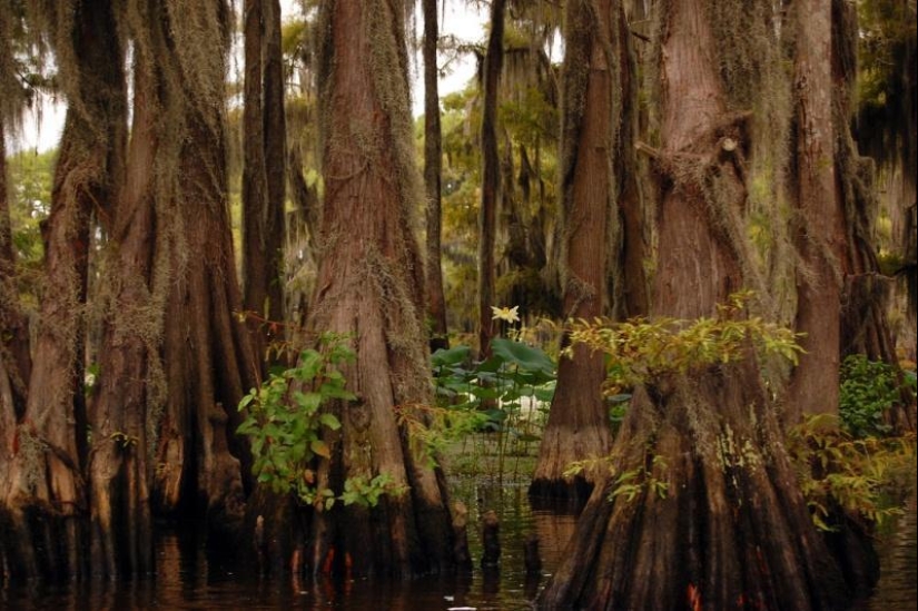 Amazing cypresses of Lake Caddo Amazing cypresses of Lake Caddo