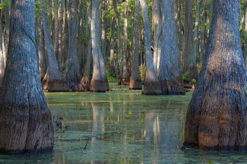 Amazing cypresses of Lake Caddo Amazing cypresses of Lake Caddo