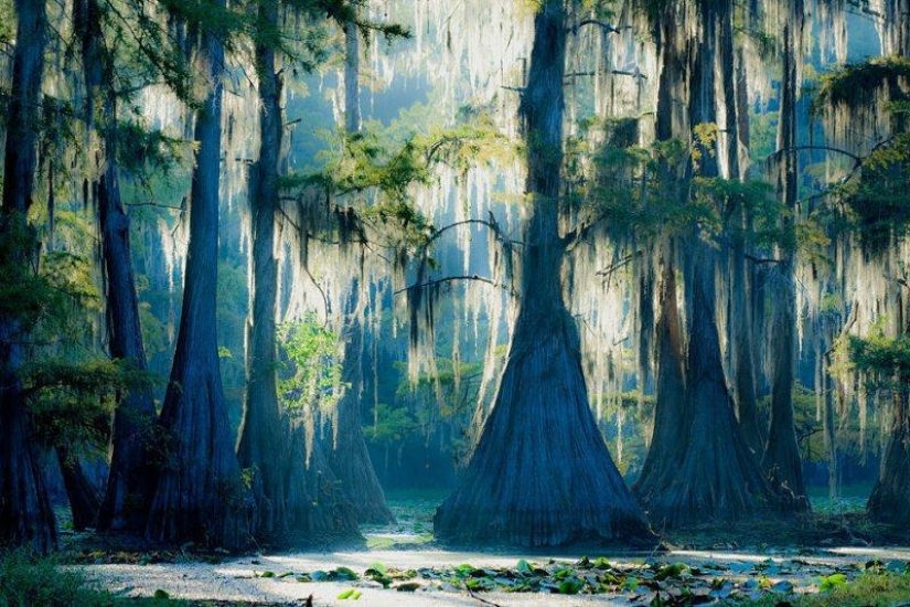 Amazing cypresses of Lake Caddo Amazing cypresses of Lake Caddo