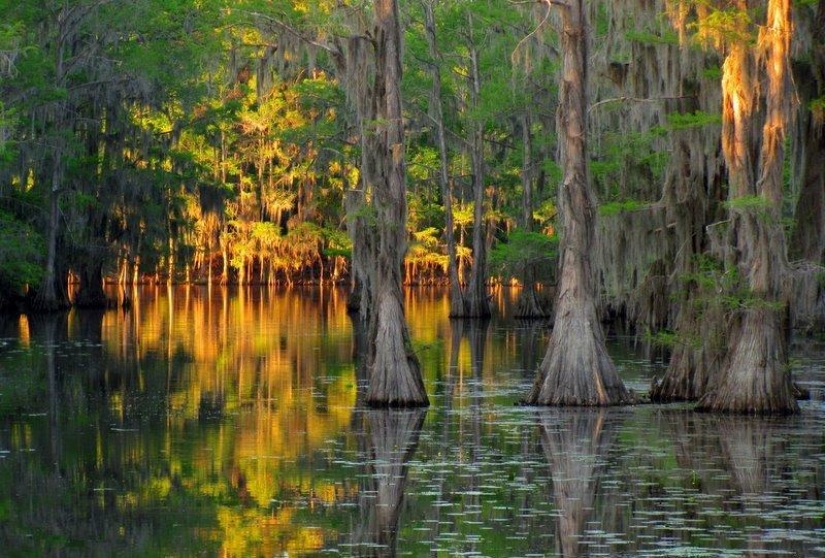 Amazing cypresses of Lake Caddo Amazing cypresses of Lake Caddo