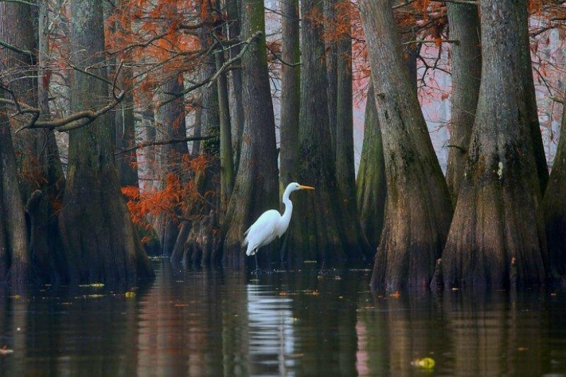 Amazing cypresses of Lake Caddo Amazing cypresses of Lake Caddo