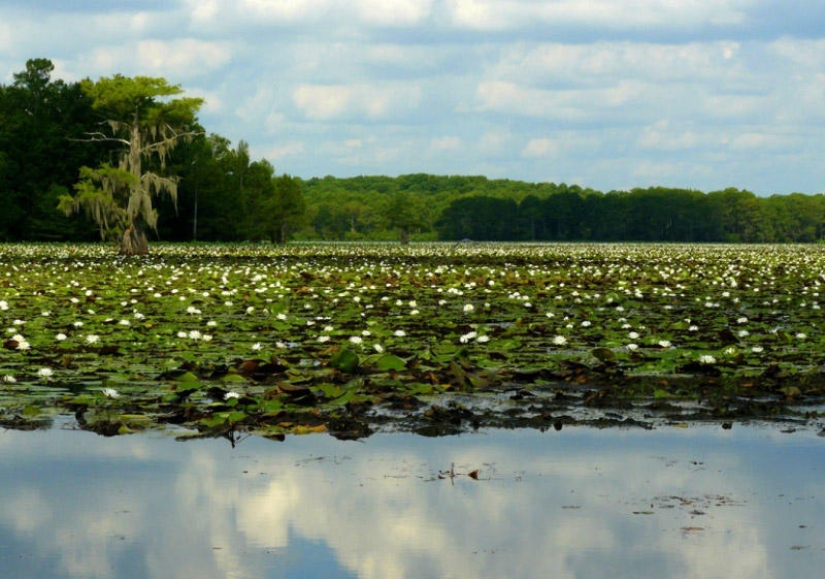 Amazing cypresses of Lake Caddo Amazing cypresses of Lake Caddo