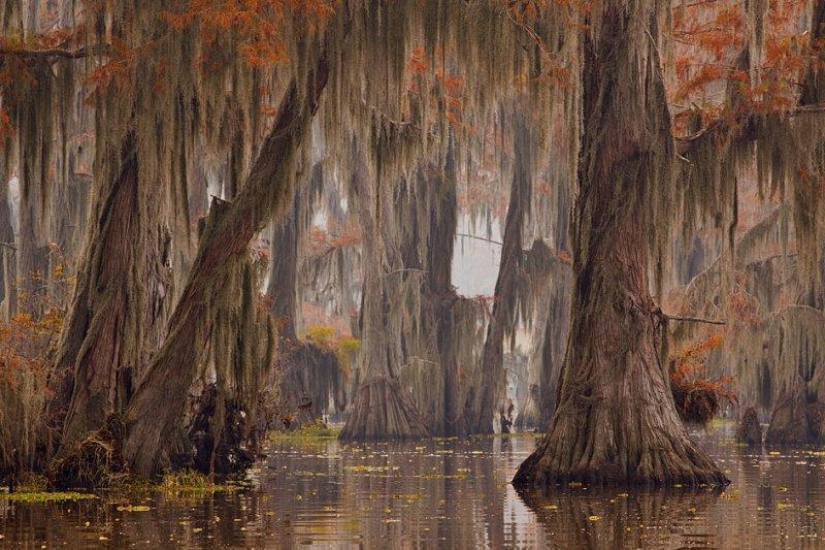 Amazing cypresses of Lake Caddo Amazing cypresses of Lake Caddo