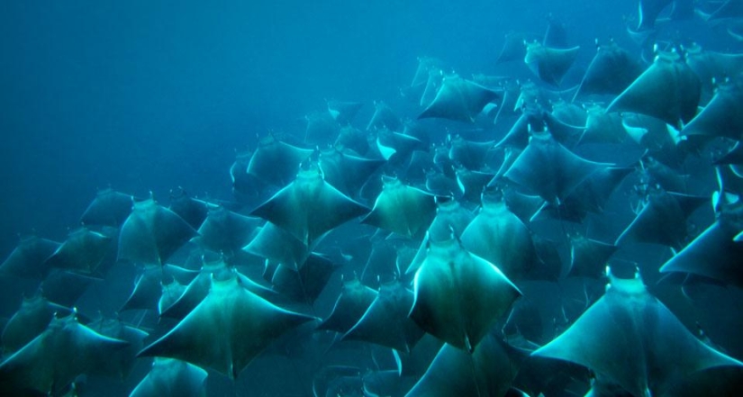 And I want to fly! Why do stingrays jump out of the water?