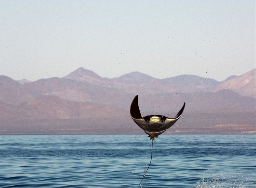 And I want to fly! Why do stingrays jump out of the water?