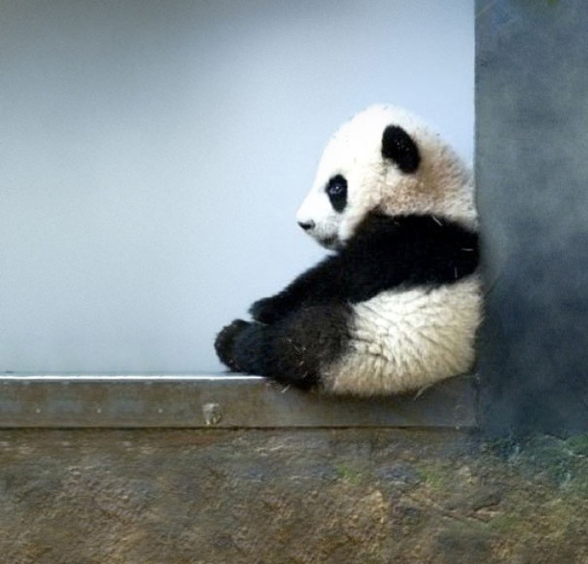 Animales bebés en fotografías.