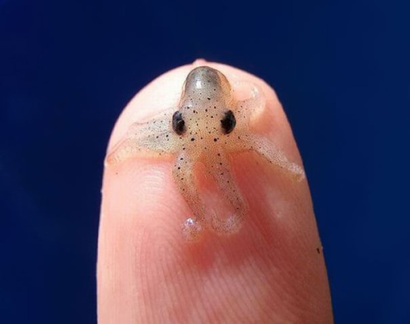 Animales bebés en fotografías.
