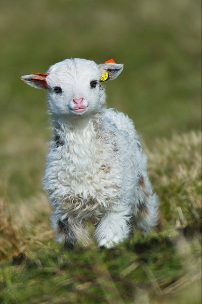 Animales bebés en fotografías.