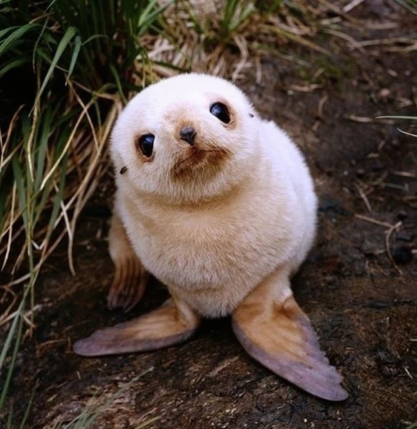 Animales bebés en fotografías.