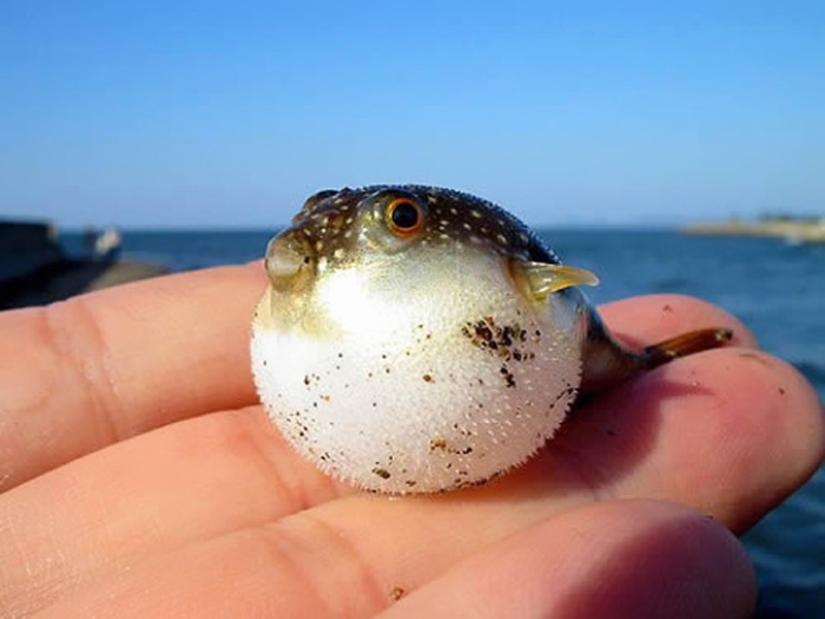 Animales bebés en fotografías.