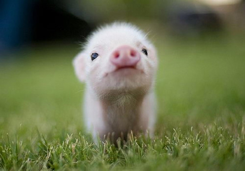 Animales bebés en fotografías.