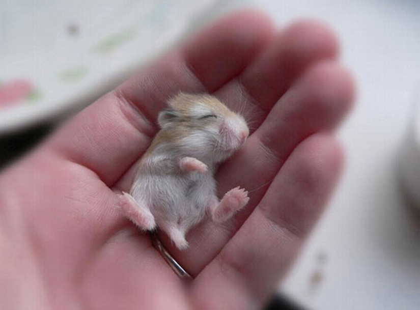 Animales bebés en fotografías.